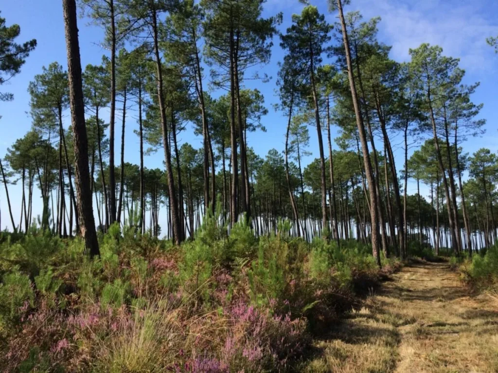 LES LANDES
