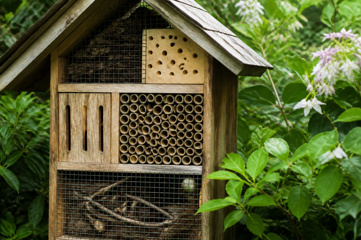Engagement citoyen et inventaires de biodiversité