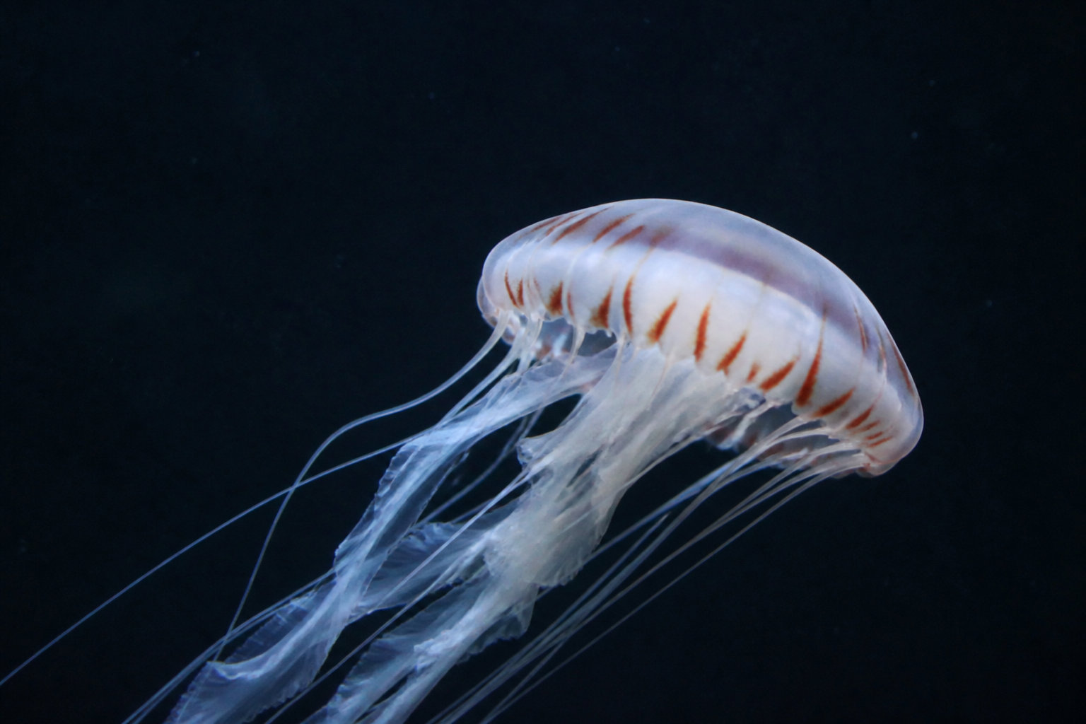 L'Aquarium de La Rochelle, la référence écologique