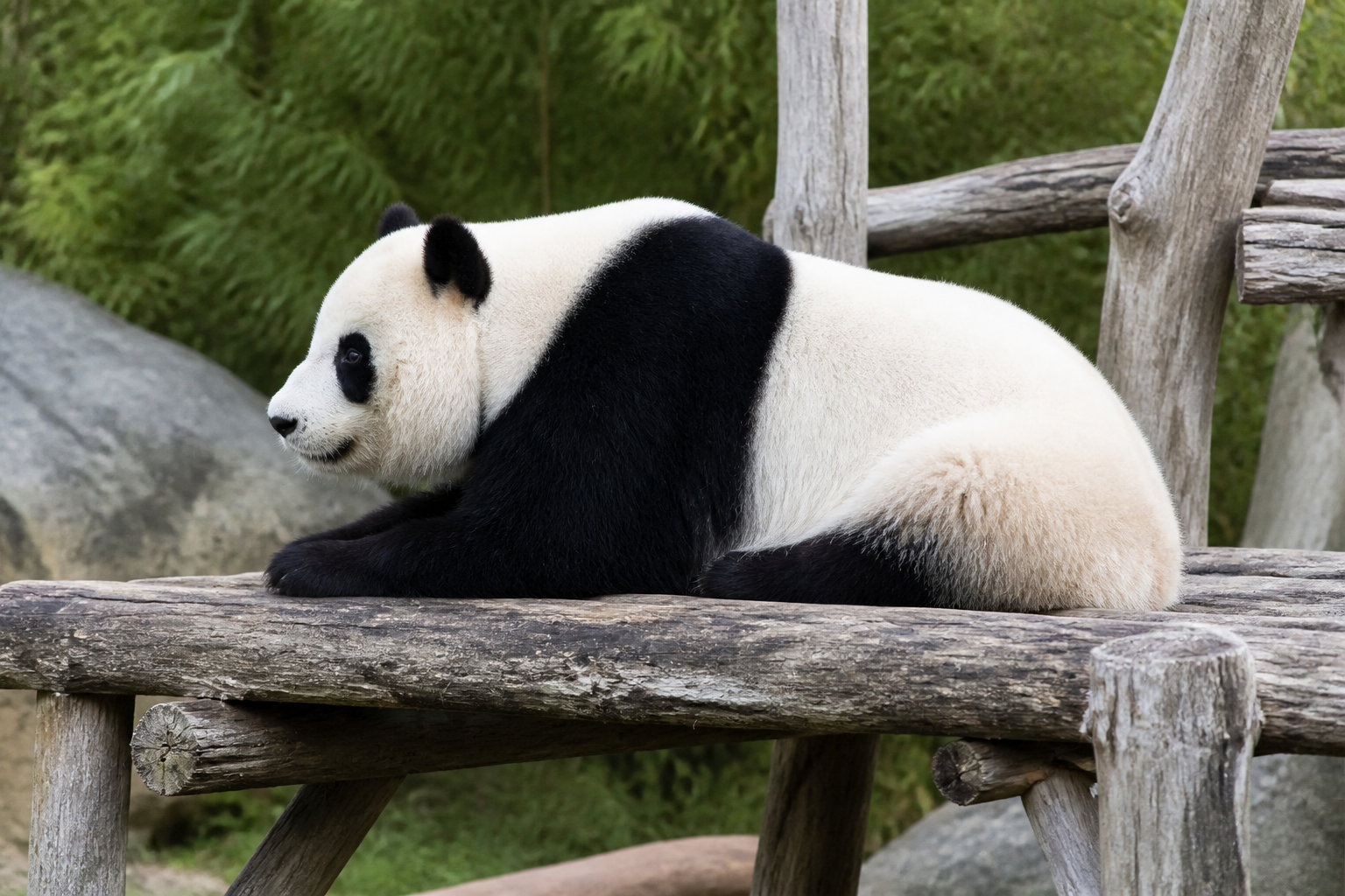 Le ZooParc de Beauval et l'expérience des pandas