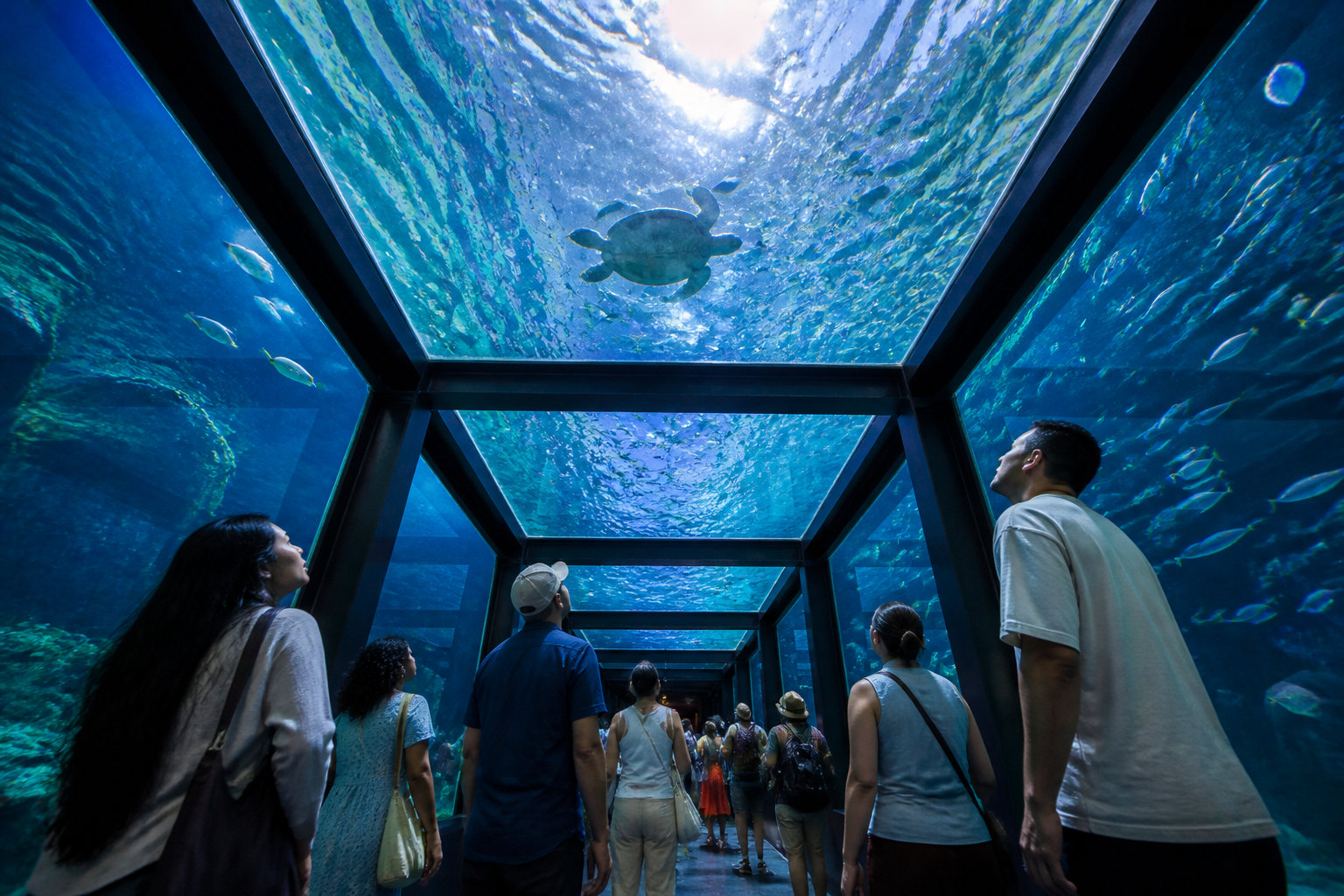 Seaquarium du Grau-du-Roi : 30 espèces de requins