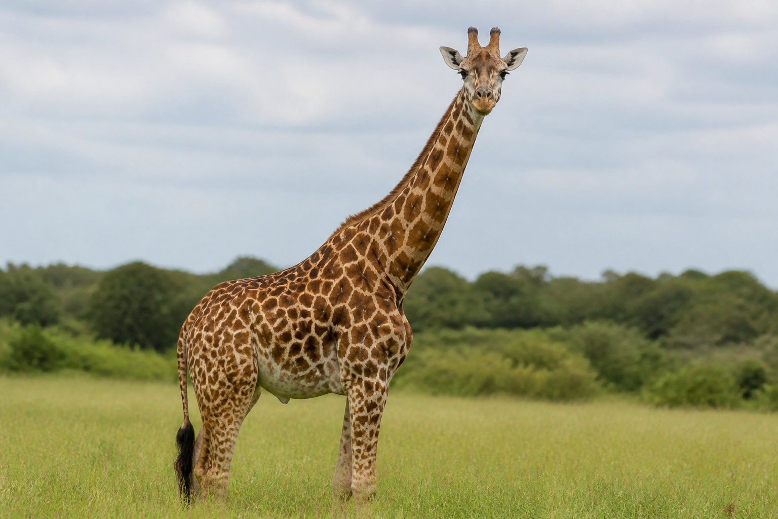 Safari de Peaugres pour une exploration immersive en Ardèche