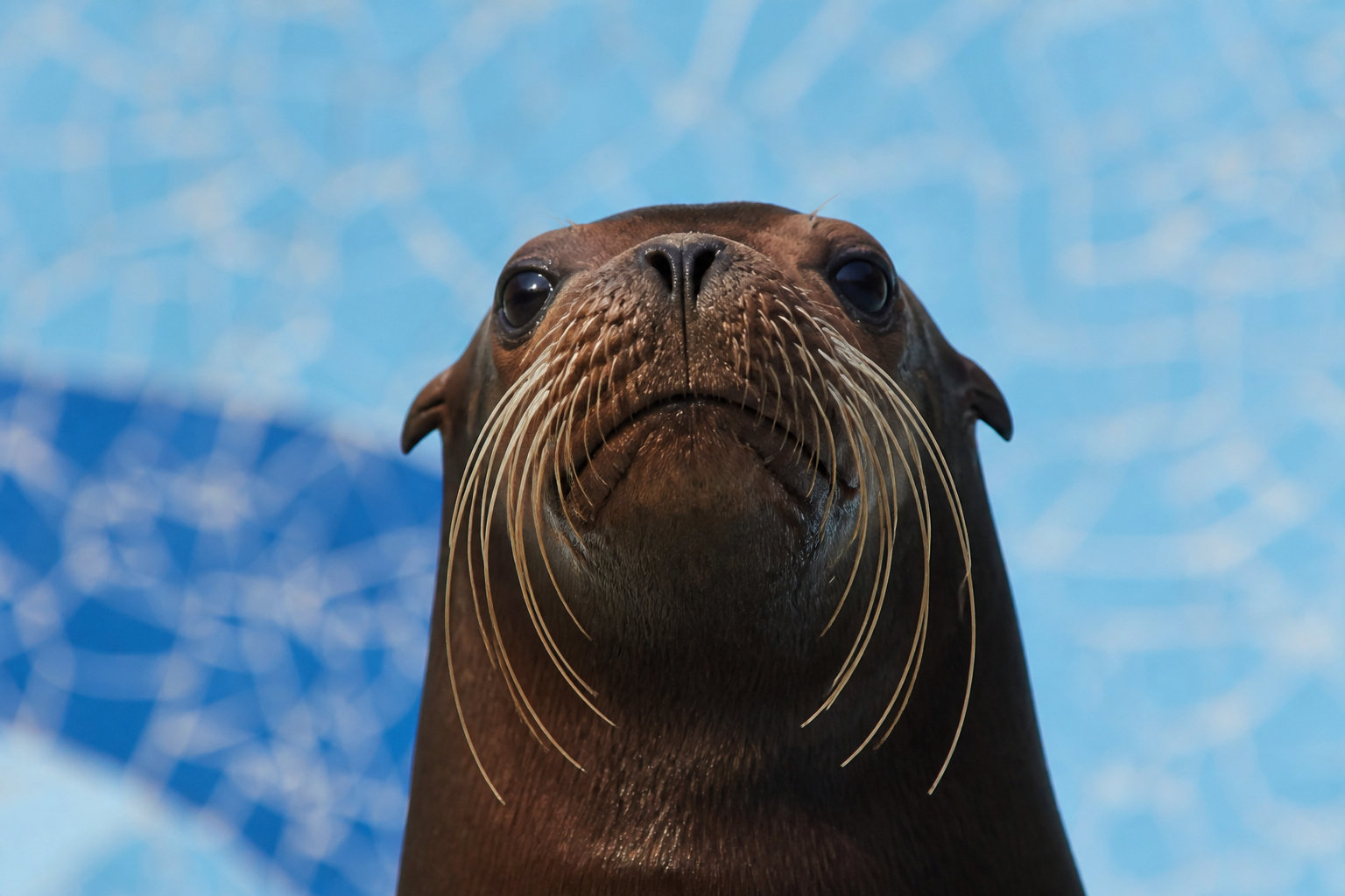 Découvrir la faune du Zoo de la Palmyre sous les pins