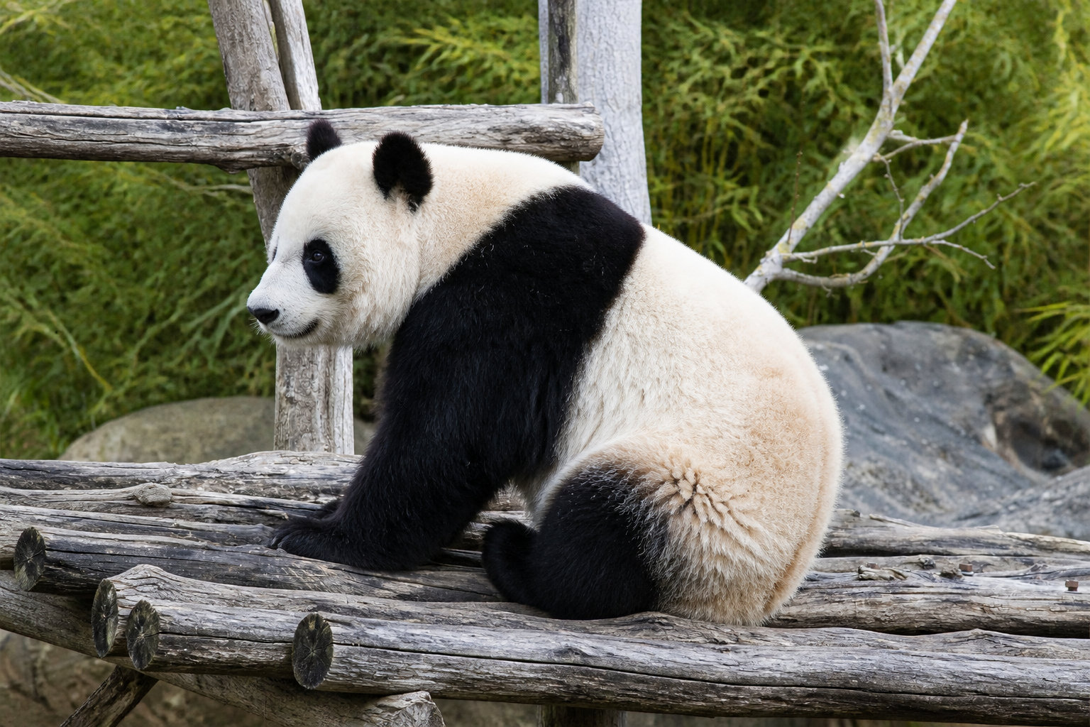 Explorer le ZooParc de Beauval et ses espèces uniques