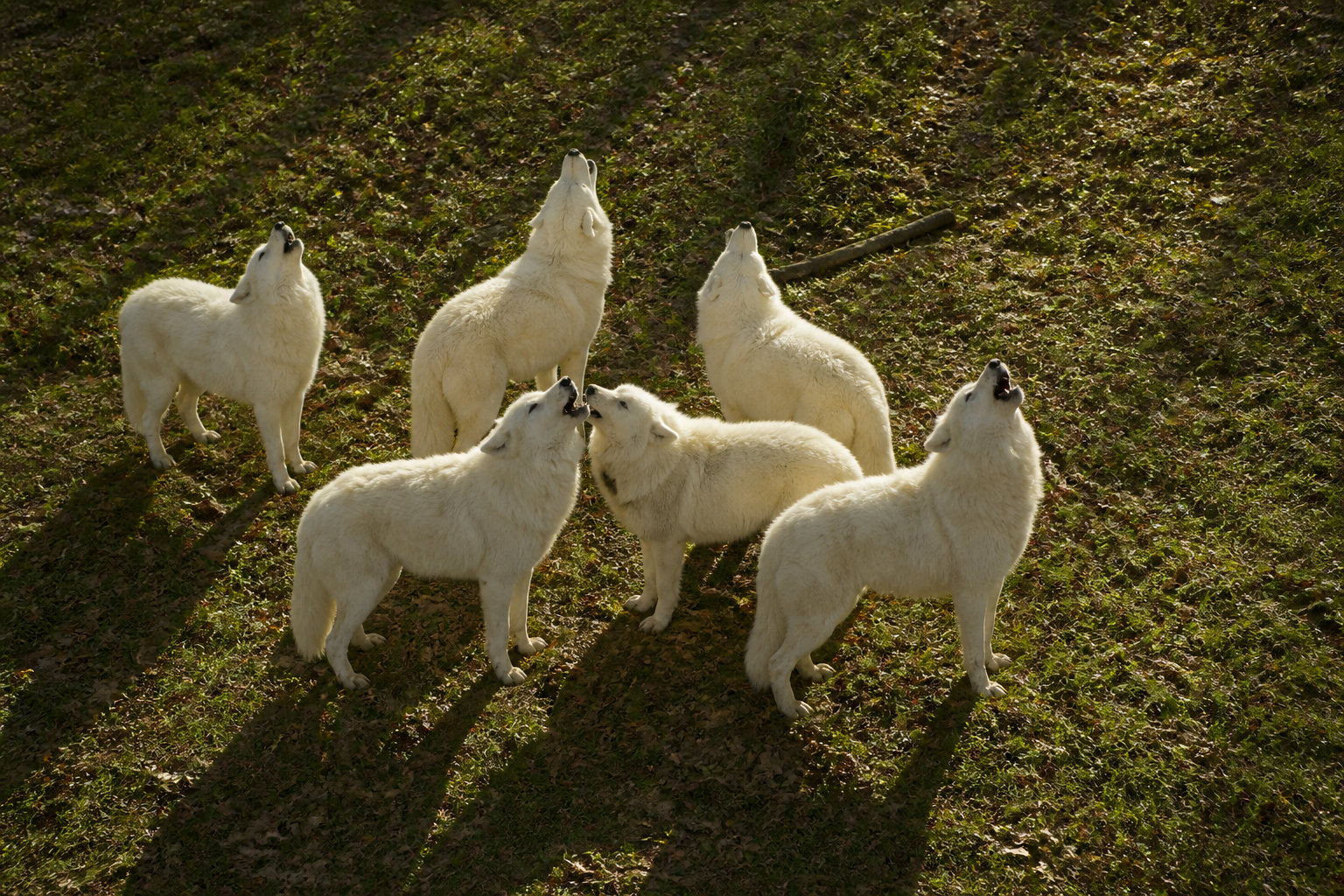 Parc Animalier de Sainte-Croix : une déconnexion en pleine nature
