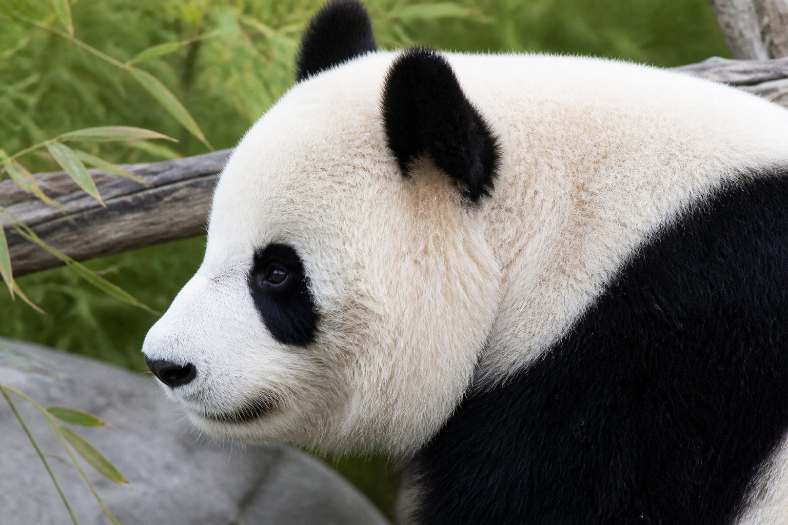 ZooParc de Beauval : l'excellence des territoires thématiques